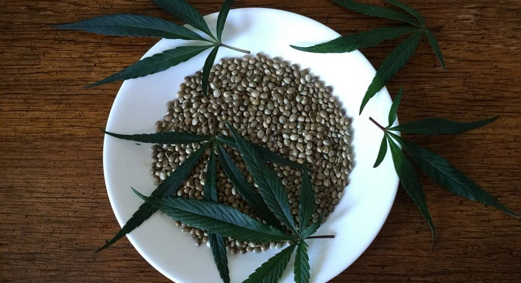 hemp seeds