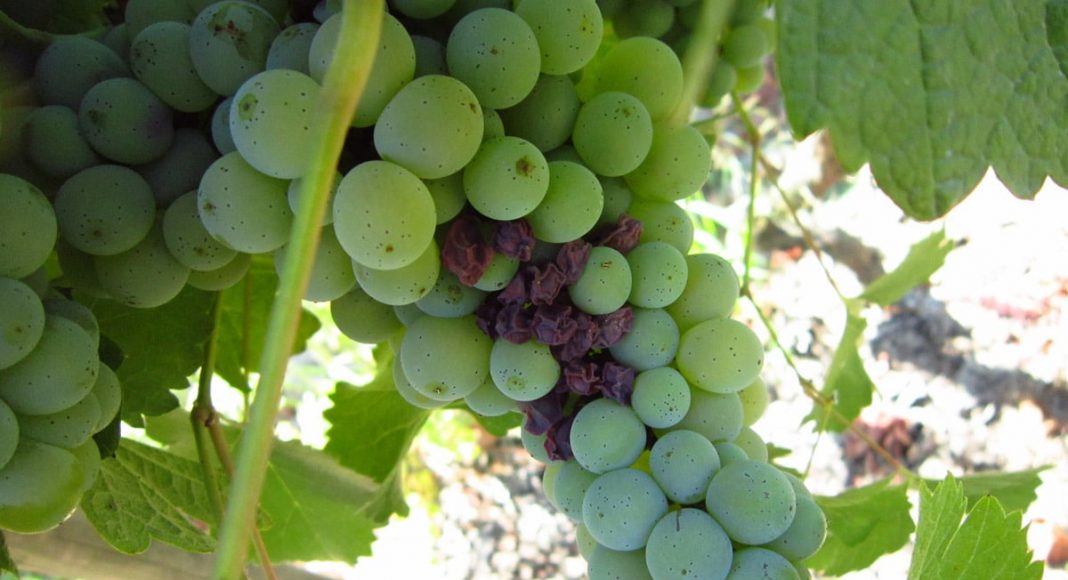 Sauvignon Blanc And Marijuana