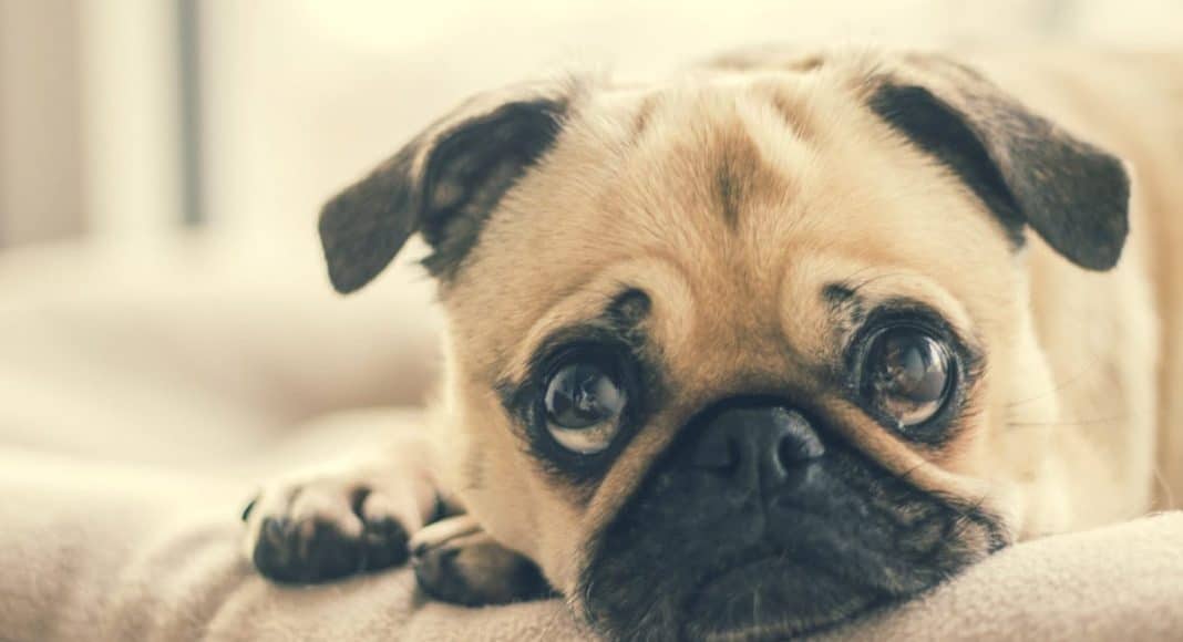 Reschedule Medical Marijuana For Pets