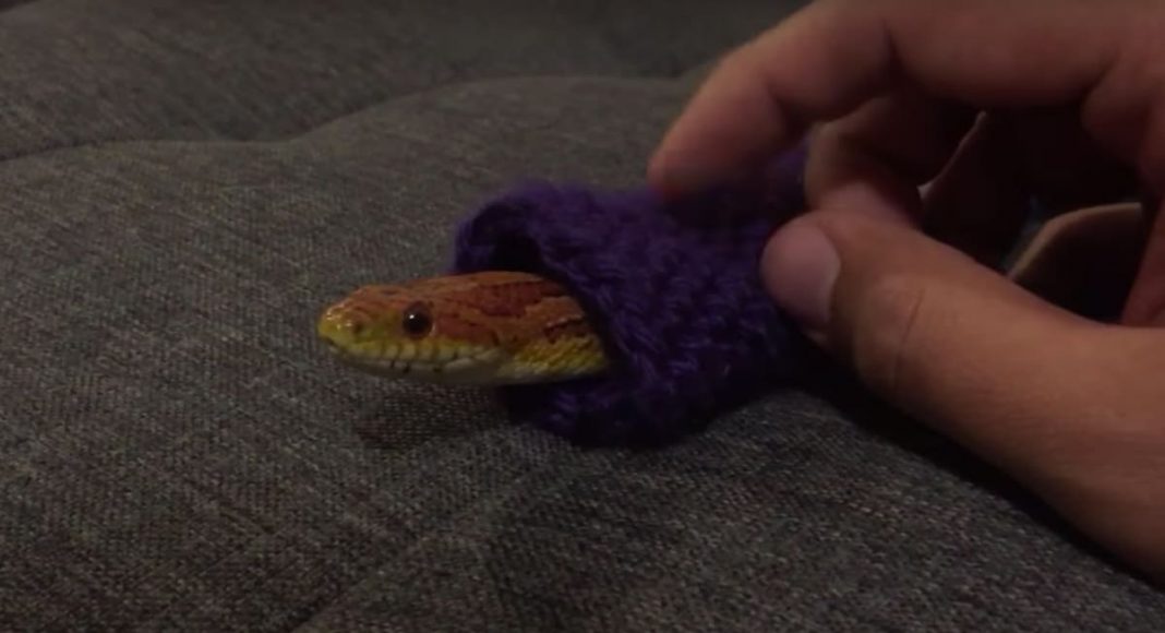 This Snake Wearing A Sweater Will Warm Your Cold Heart