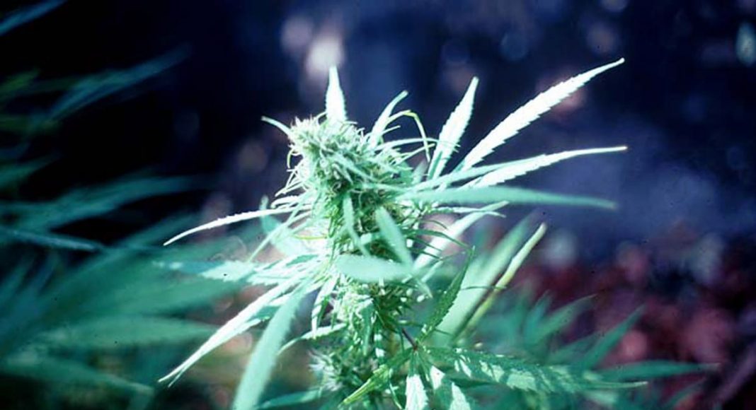 Medical Marijuana
