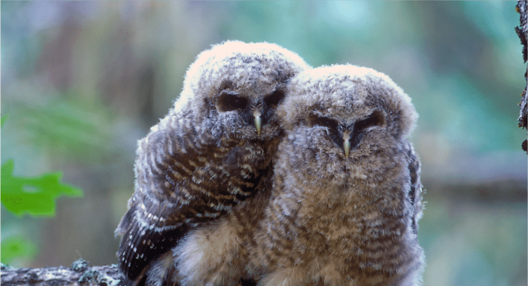 Marijuana Farms Are Killing Spotted Owls