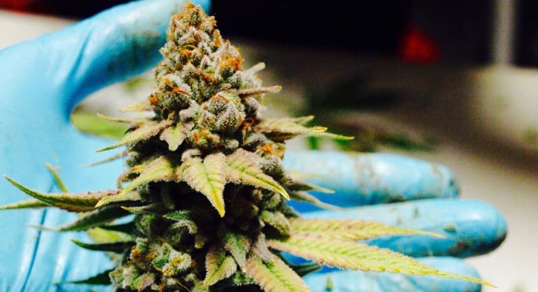 A Primer On The Science Of Cannabis Terpenes And Cannabinoids