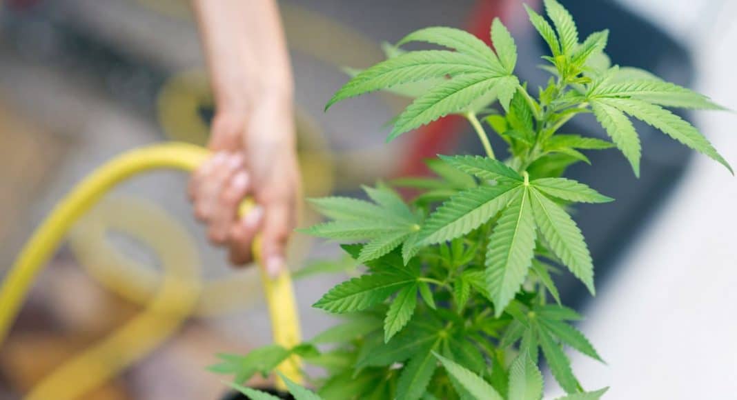 Recreational Pot Shortage