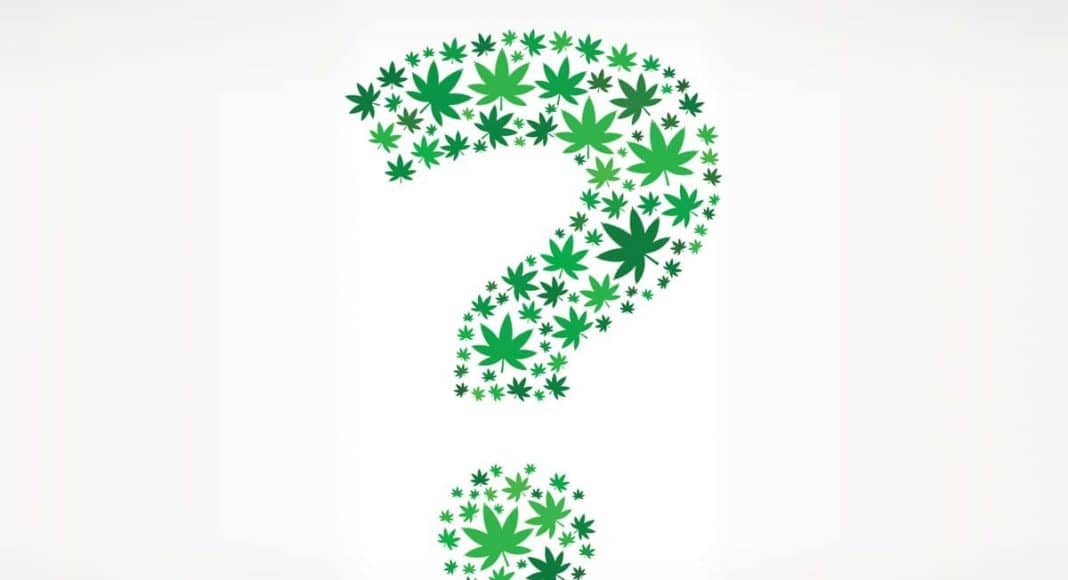 Cannabis