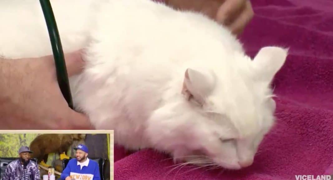 What To Do If A Pet Overdoses On Marijuana