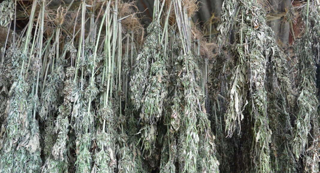 Cured Cannabis