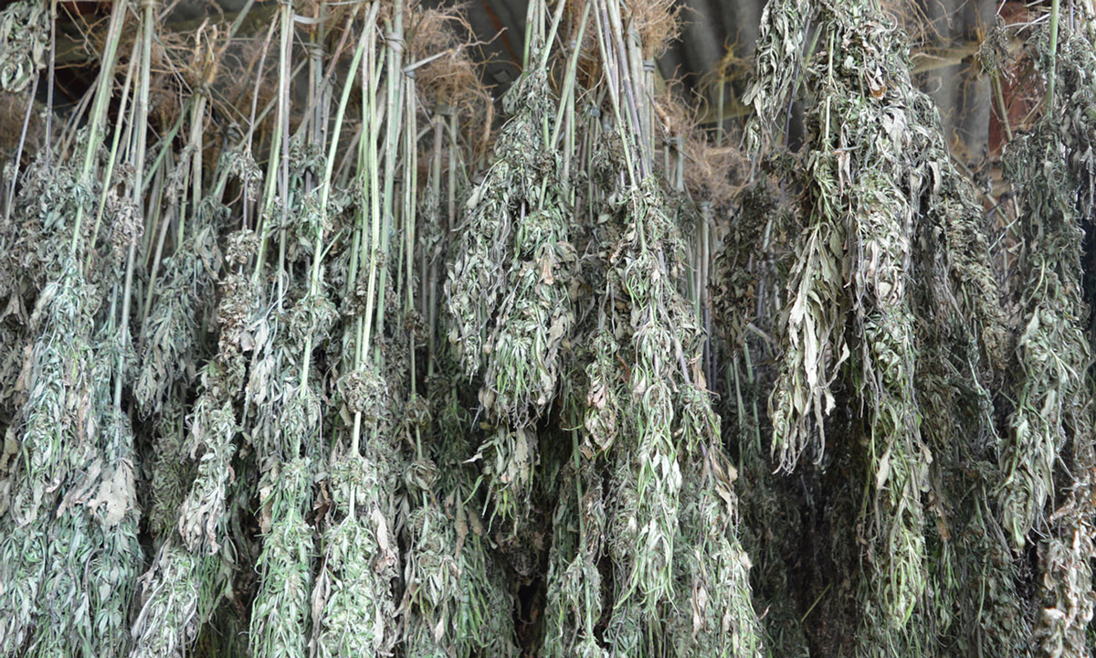 Cured Cannabis