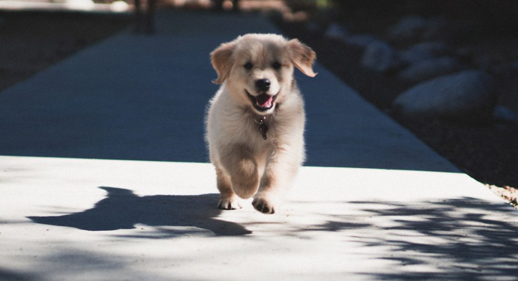 Puppy Pilates