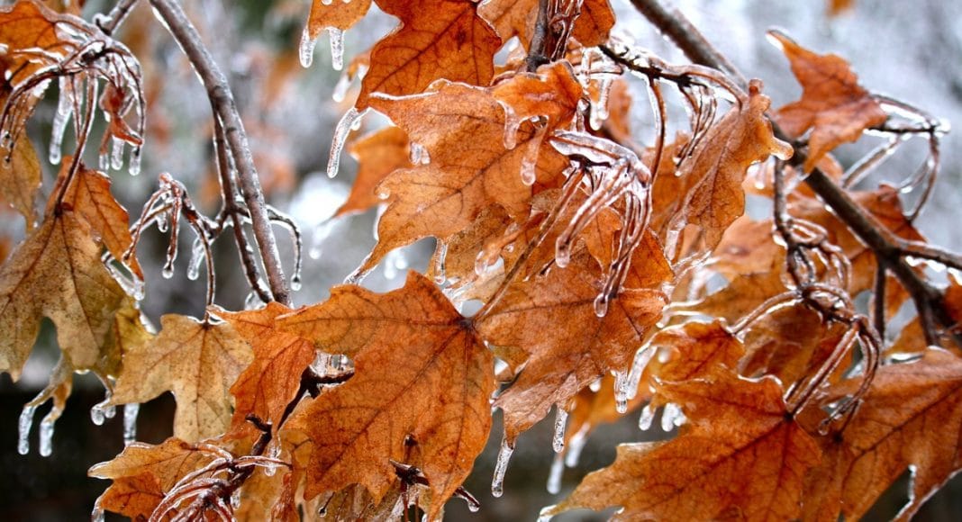 Marijuana Strains To Help You Cope With The Winter