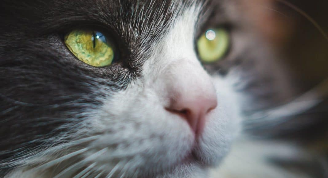 Hidden Cat