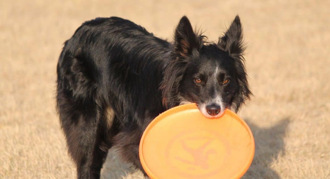 Why Marijuana And Frisbees Are Perfect Together