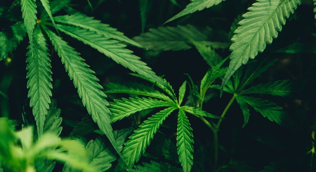 Unexpected Cannabis Trends To Watch For In 2018