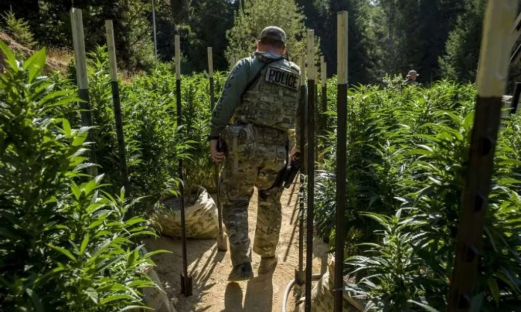 Green Rush Blues: Why The Illicit Market Will Thrive In California