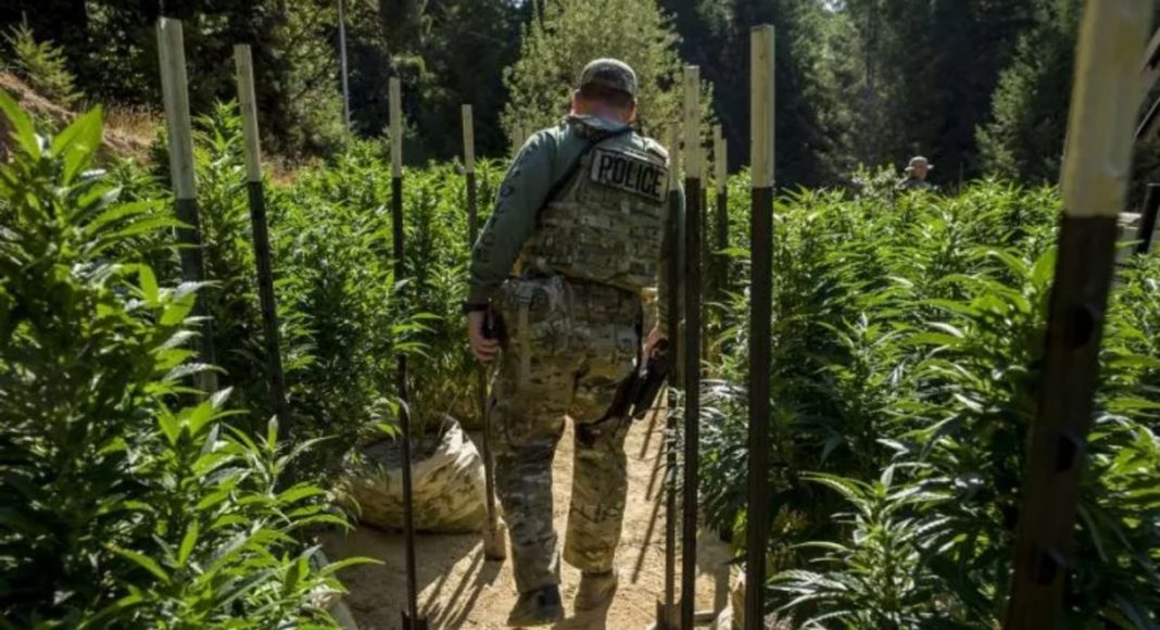 Green Rush Blues: Why The Illicit Market Will Thrive In California