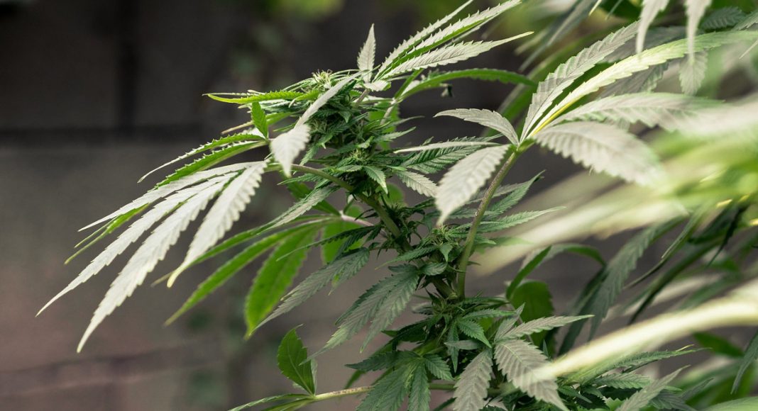 Koch Brothers Slam Jeff Sessions Regarding Legal Marijuana