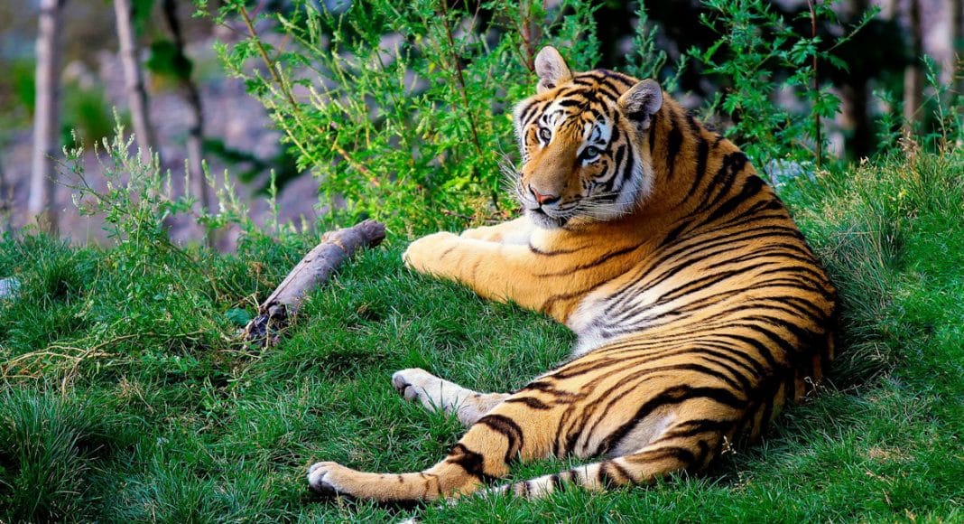 Standoff With Tiger Ends When Cops Realize It's A Large Stuffed Animal