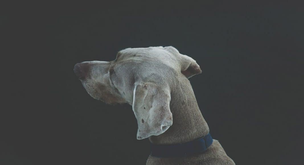 Dogs Are More Likely To Bite People With This Personality Trait