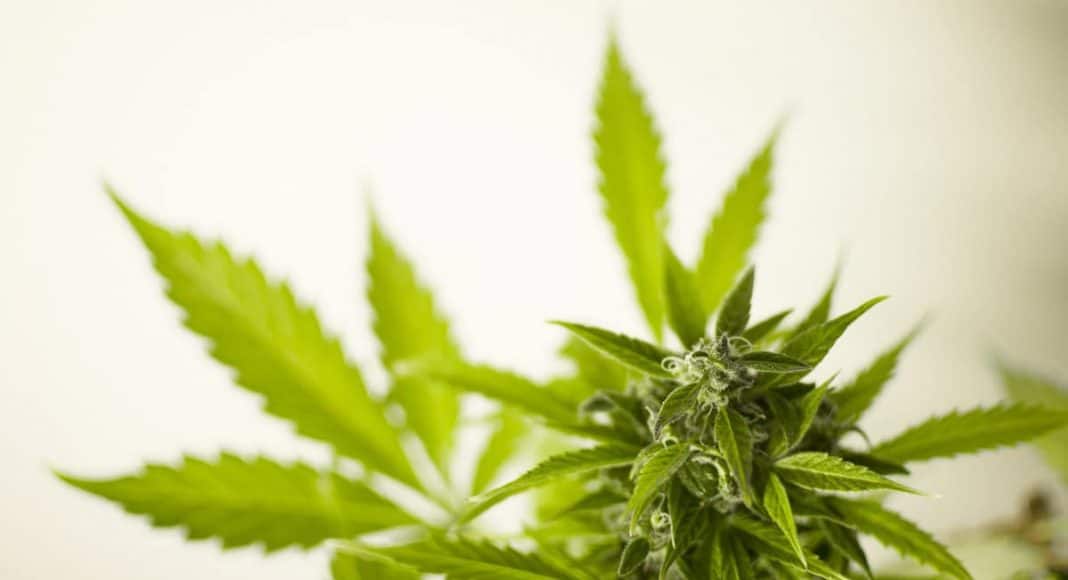 Why You Maybe Should Say 'Cannabis,' And Not 'Marijuana'