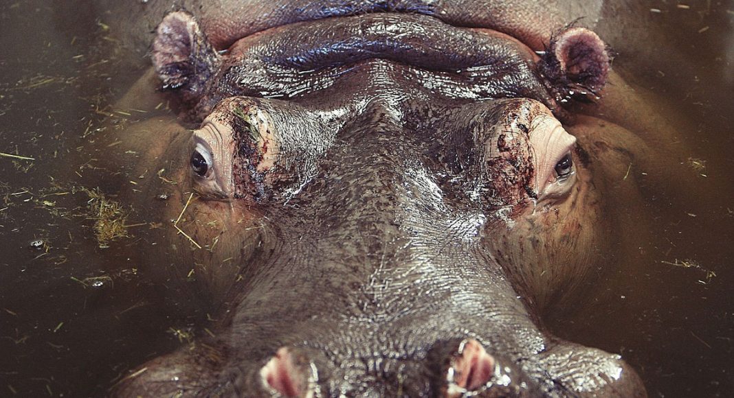 Meet 5 Exotic Animals The Queen Has Been Gifted