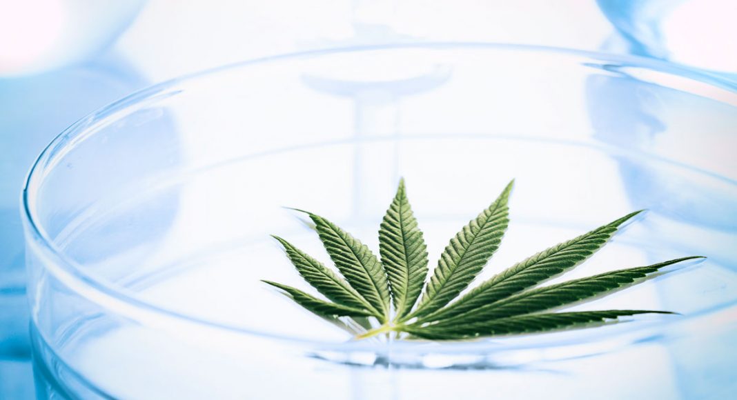 Brazilian Cannabis Researcher's Mistreatment Sparks Protest