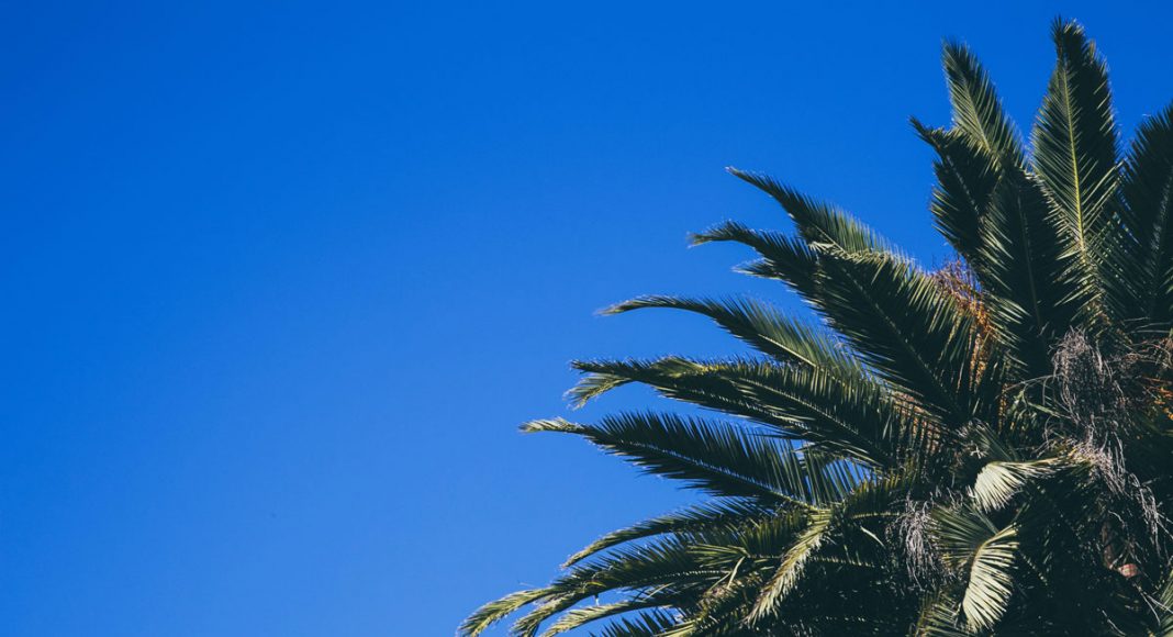 5 Things To Expect From California's Marijuana Gray Market Crackdown