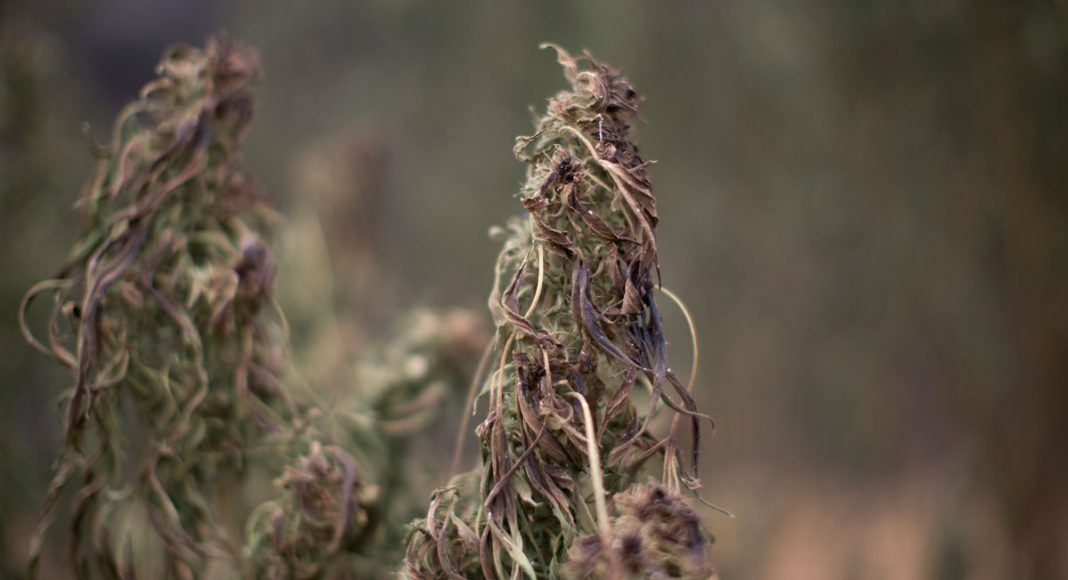 Cannabis Farmer Gets $1 Million Insurance Payment