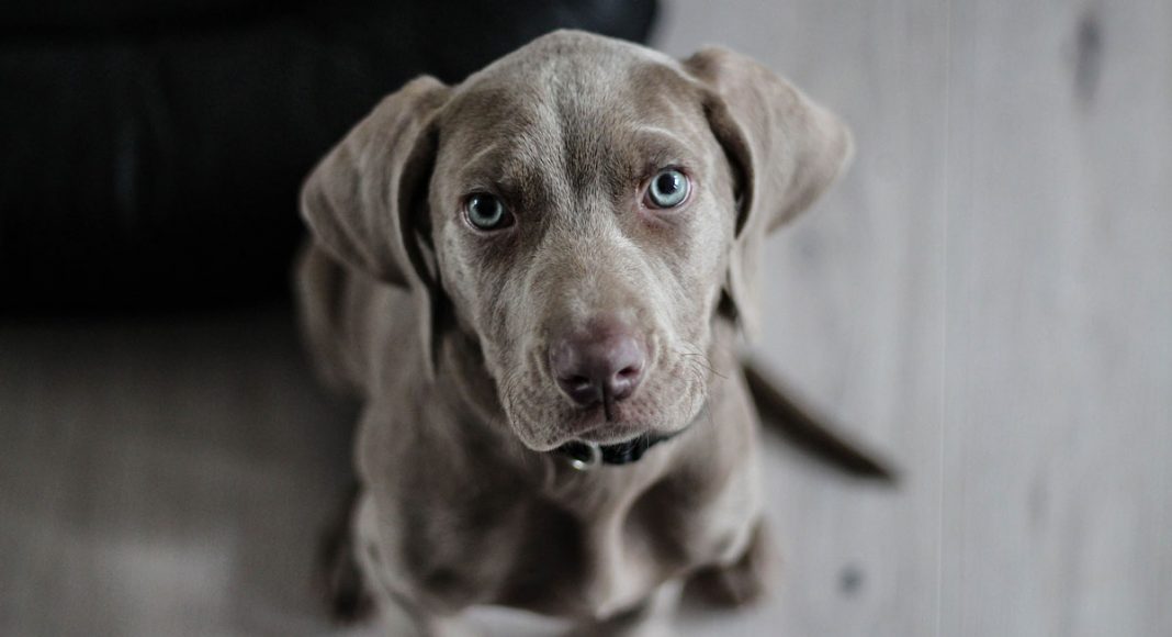 Pets And Marijuana: We Need A Whole Lot More Research