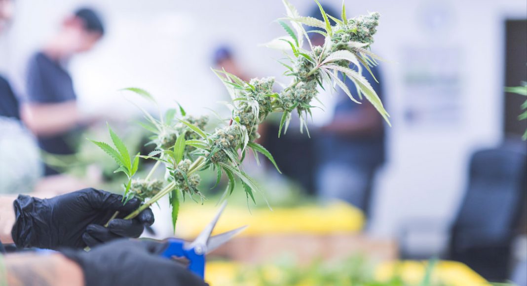 Forbes: Legal Cannabis Will Create One Million Jobs By 2025