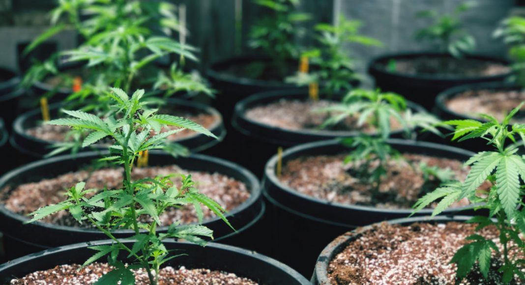 Former Chief of National Republican Committee Fighting For Medical Marijuana