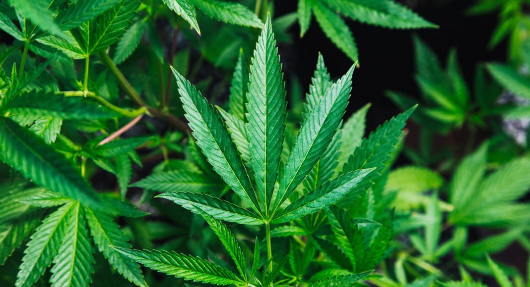 How Marijuana Slang Evolved Across States And Generations