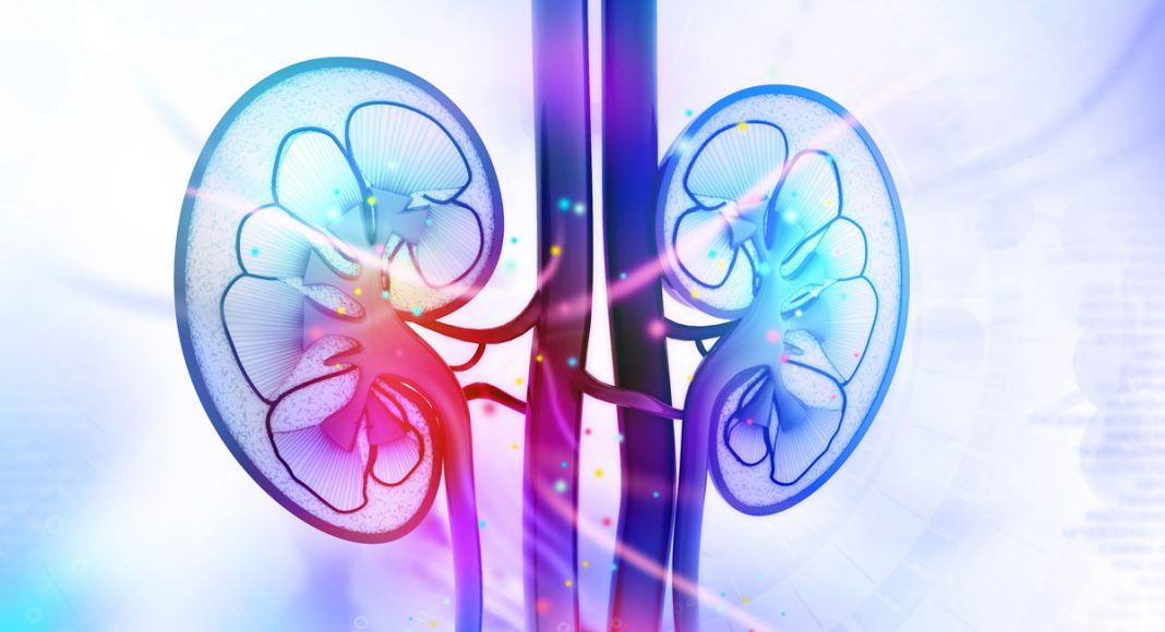 Marijuana Not Harmful To Kidneys, New Study Finds