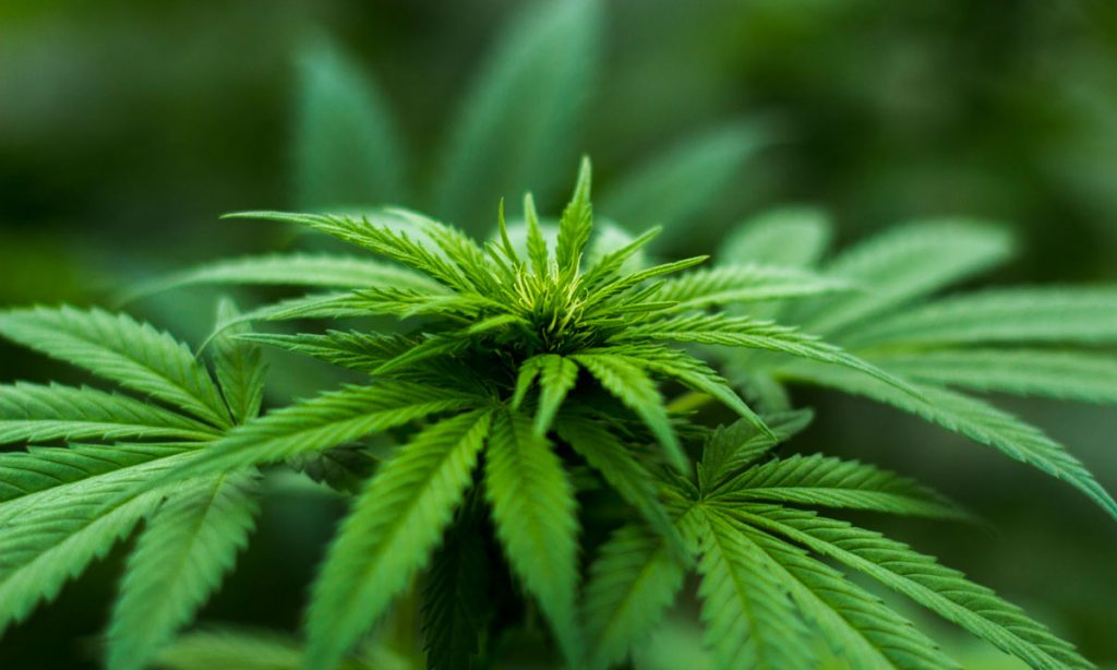 New Jersey’s Medical Cannabis Program Expanding