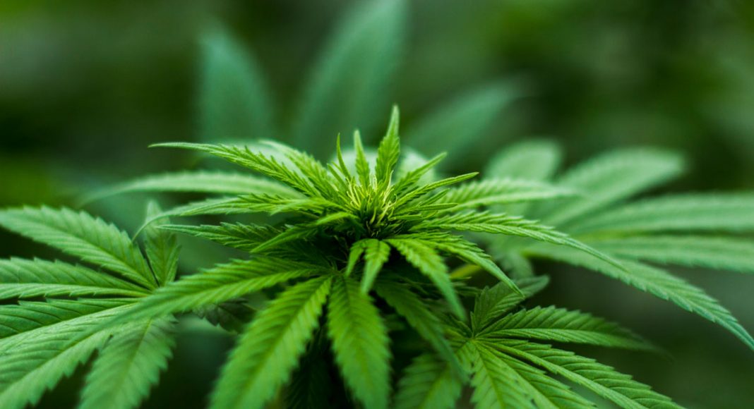 New Jersey’s Medical Cannabis Program Expanding