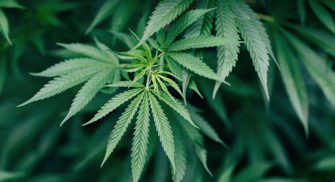 Professor Challenges Police Chief Over Cannabis Report