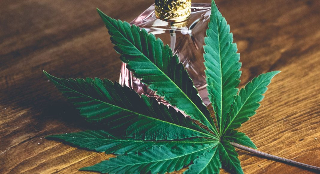 Why Are Cannabis Terpenes So Very Important?
