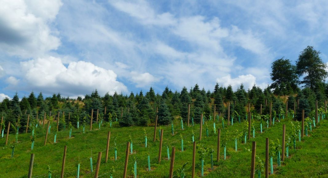 Why Are Connecticut Wineries Fighting Marijuana Legalization?