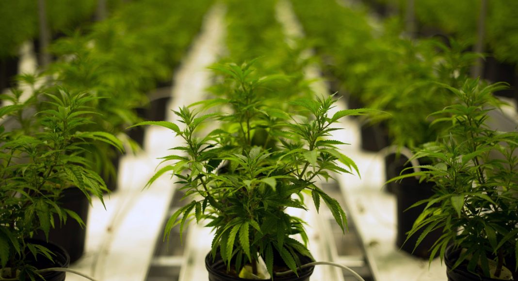 Most Americans Want Legal Marijuana, But States Can't Agree On How To Do It