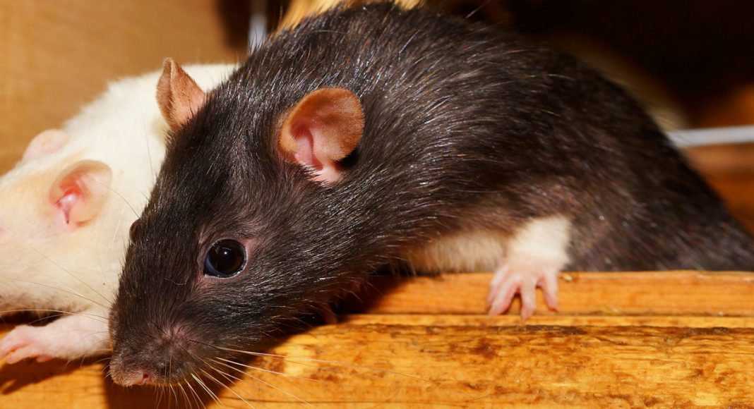 Did Rats In Argentina Gobble Up A Half A Ton Of Marijuana?
