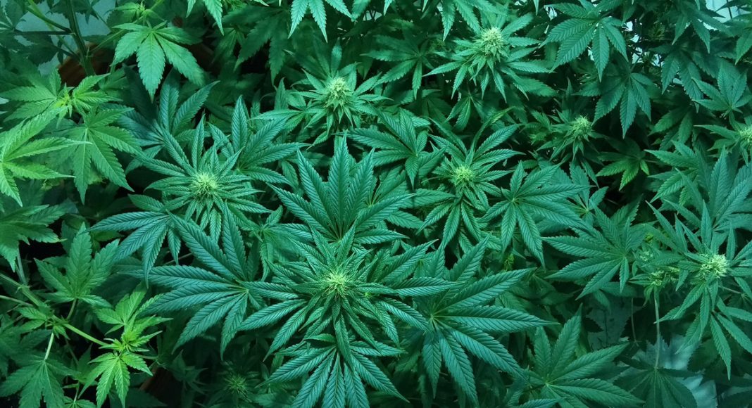 What Does Legal Cannabis Have To Do With Life Expectancy Rates?