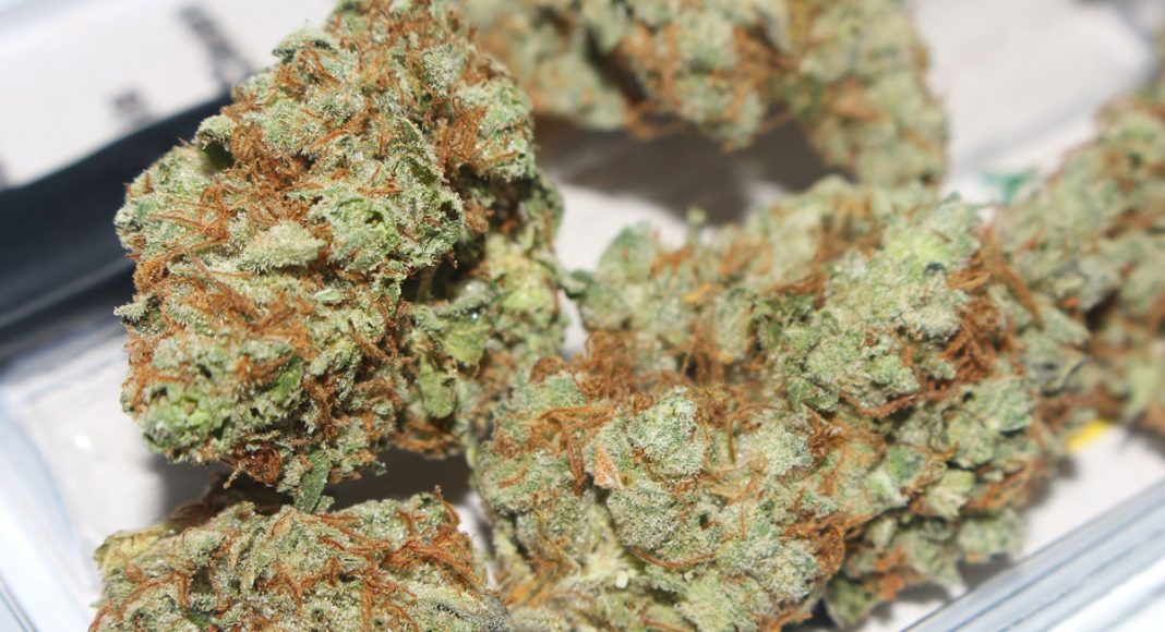 Marijuana Too Moist? Here's How You Can Dry It