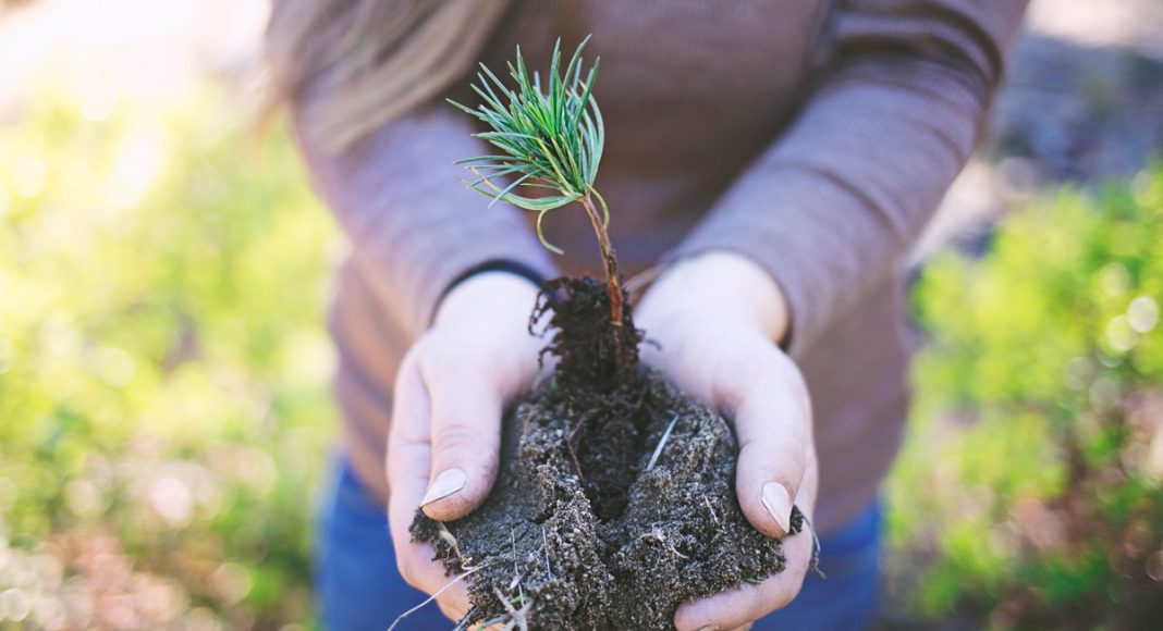 'Henry’s Original' Partners With 'One Tree Planted' For Earth Day