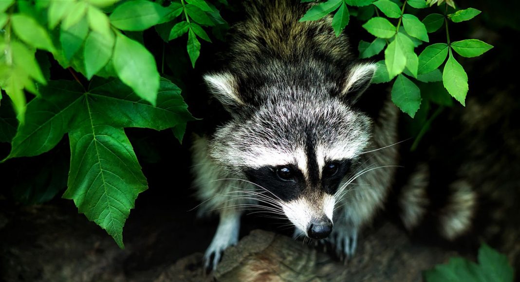 Pet Raccoon Gets High On Weed And Confuses Firefighters
