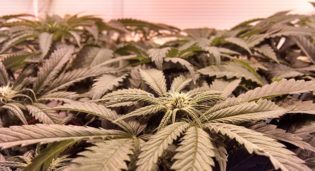 'Scientific American' Comes Out Strongly In Favor Of Legal Marijuana
