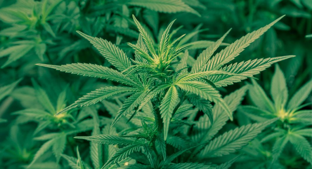 Scotts Miracle-Gro Doubles Down On The Cannabis Market
