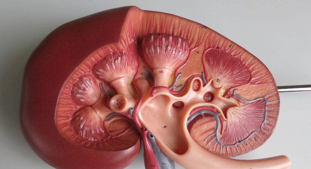 The Impact Marijuana's Cannabinoids Can Have On Kidney Disease