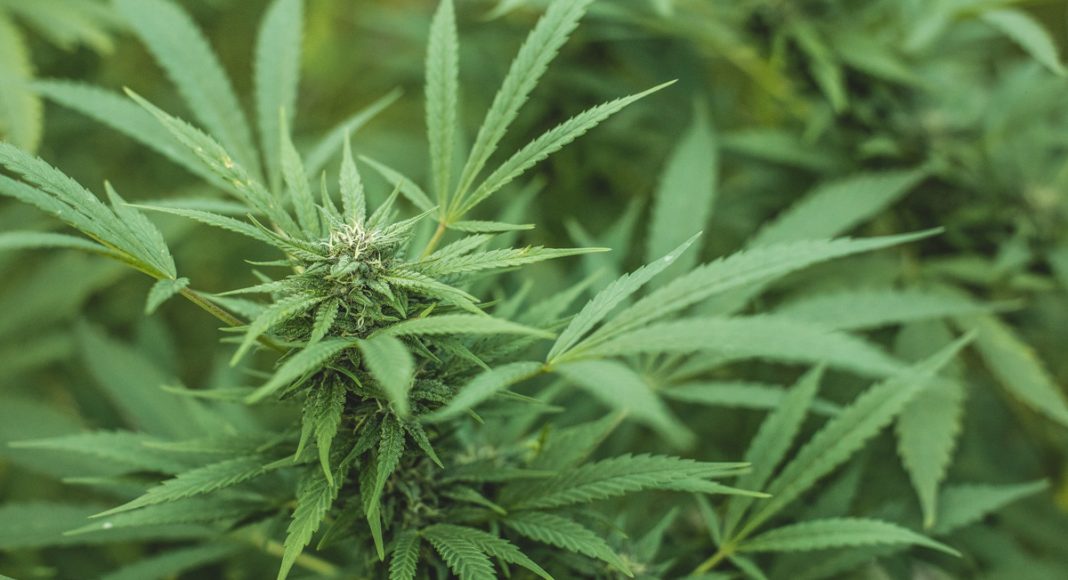 Why Organic Cannabis Is The Right Choice For You