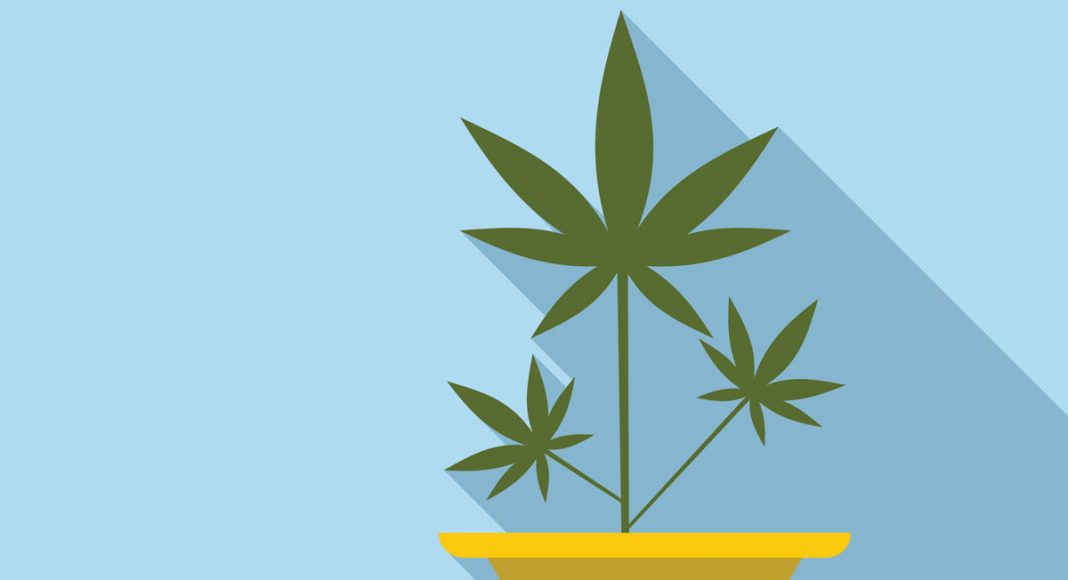 The Easy Way To Grow Medical Cannabis Seeds