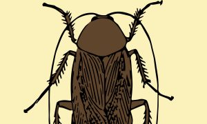 cockroach milk