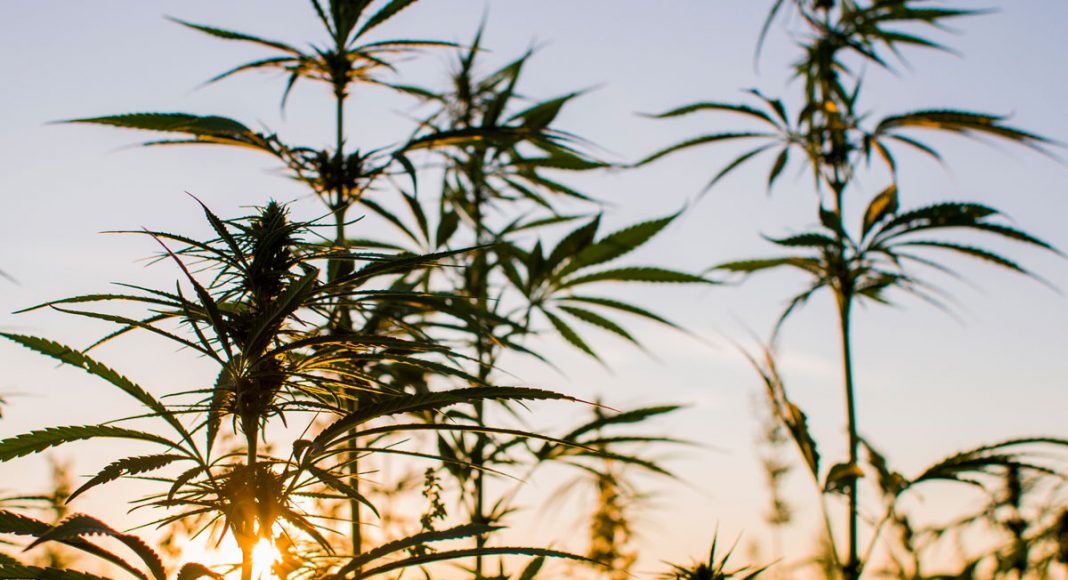 How Legalizing Marijuana Is Good For the Environment